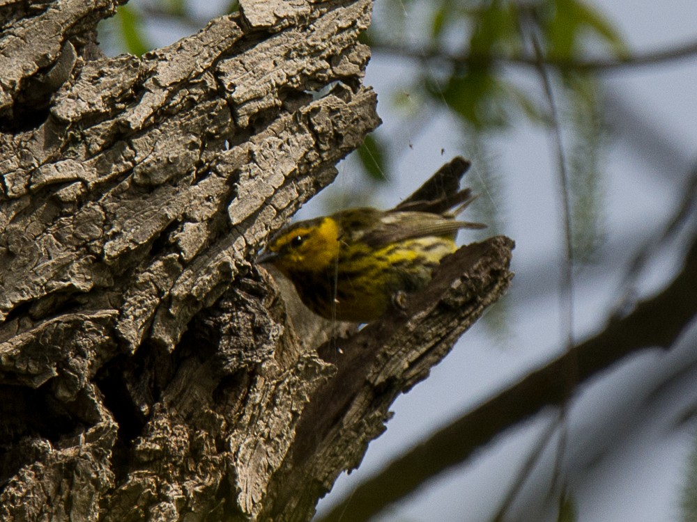 Cape May Warbler - ML57715141