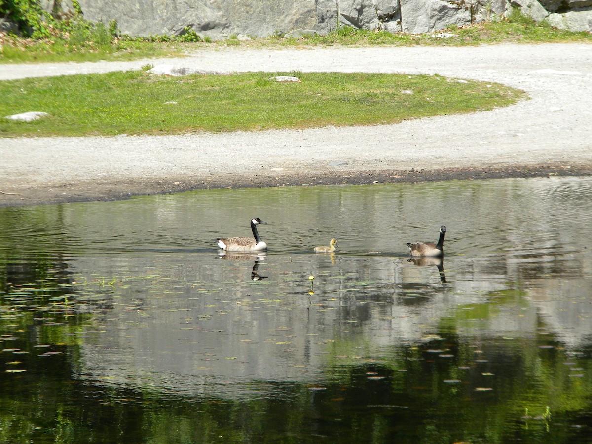 Canada Goose - ML577151801