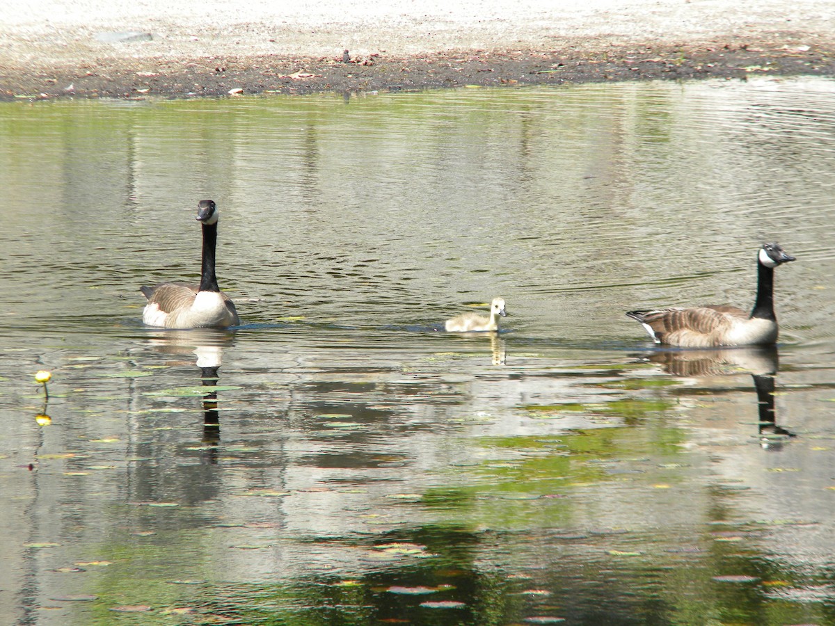 Canada Goose - ML577151811