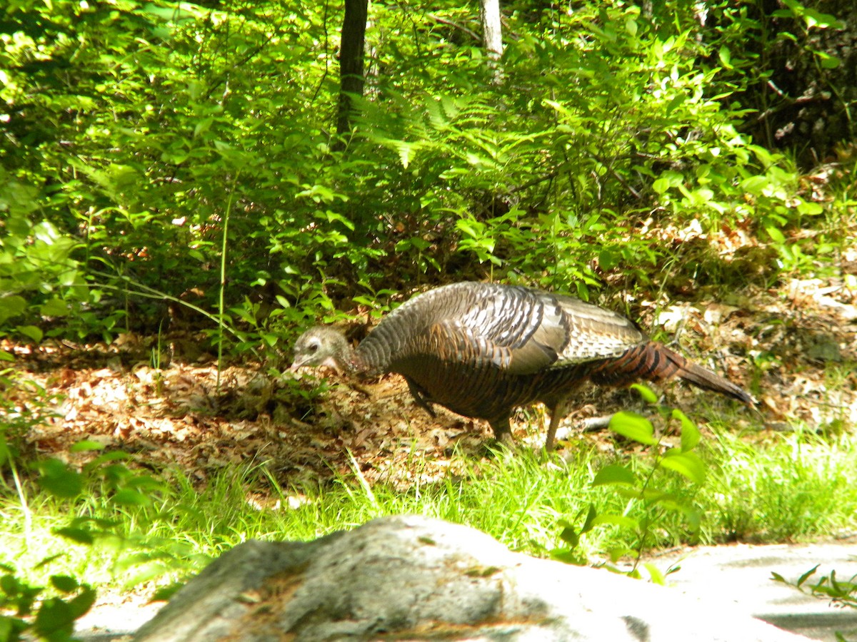 Wild Turkey - ML577151891