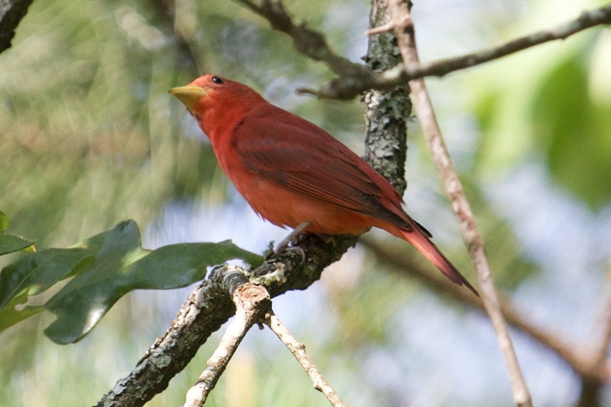 Summer Tanager - ML577152031