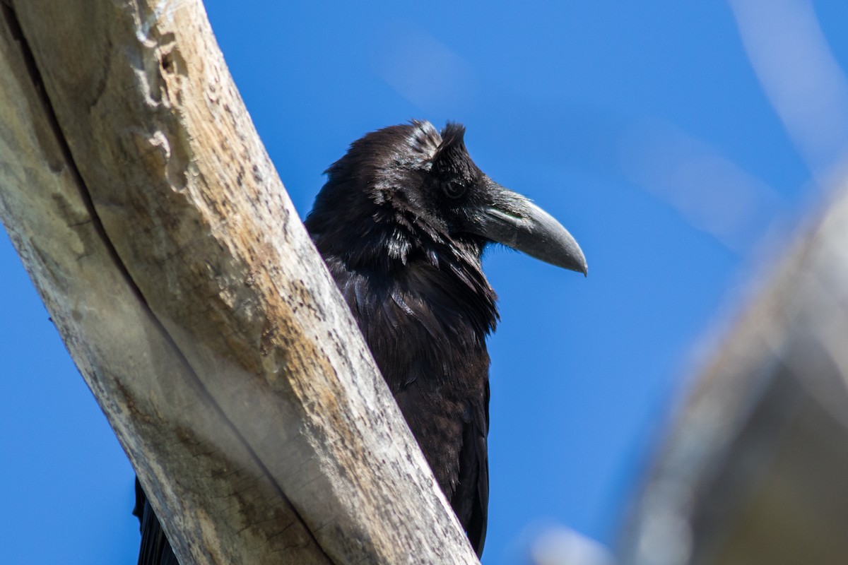 Common Raven - ML57715241