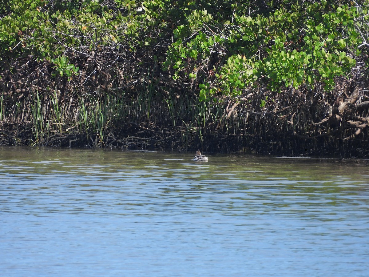 Red-breasted Merganser - ML577154411