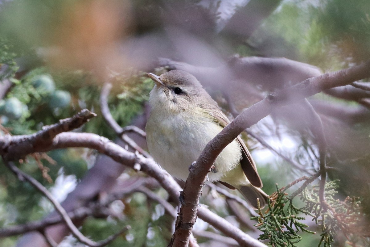 Warbling Vireo (Western) - ML577154641