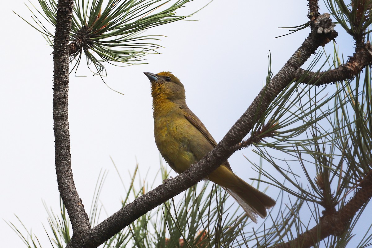 Hepatic Tanager - ML577154791