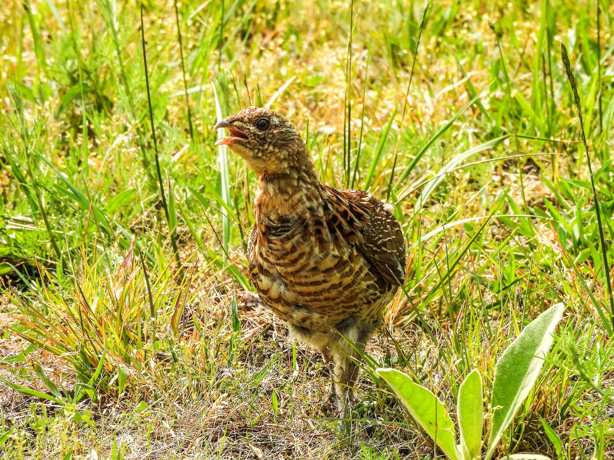 Ruffed Grouse - ML577154911