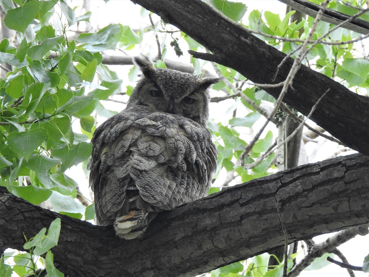 Great Horned Owl - ML577155481