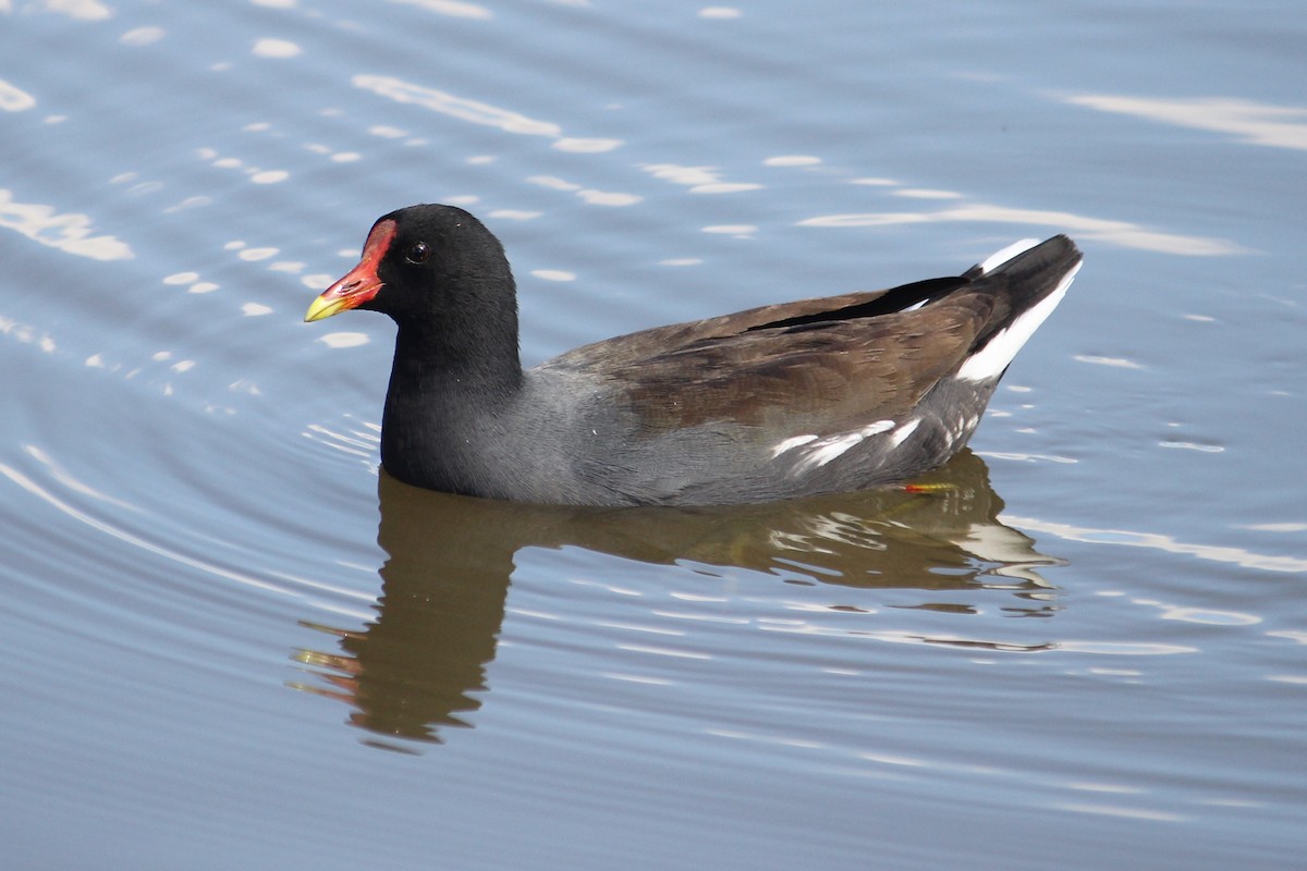 Common Gallinule - Natalia Allenspach