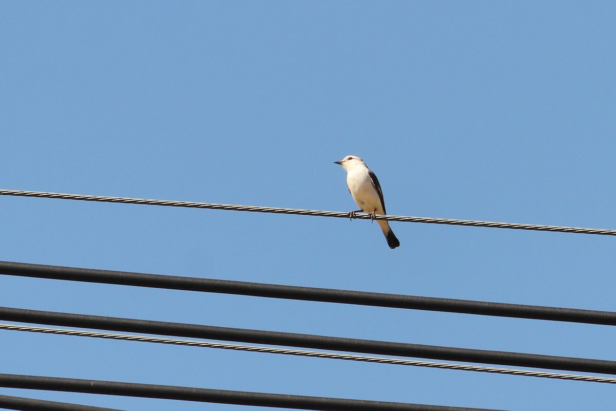 White-rumped Monjita - ML577156321