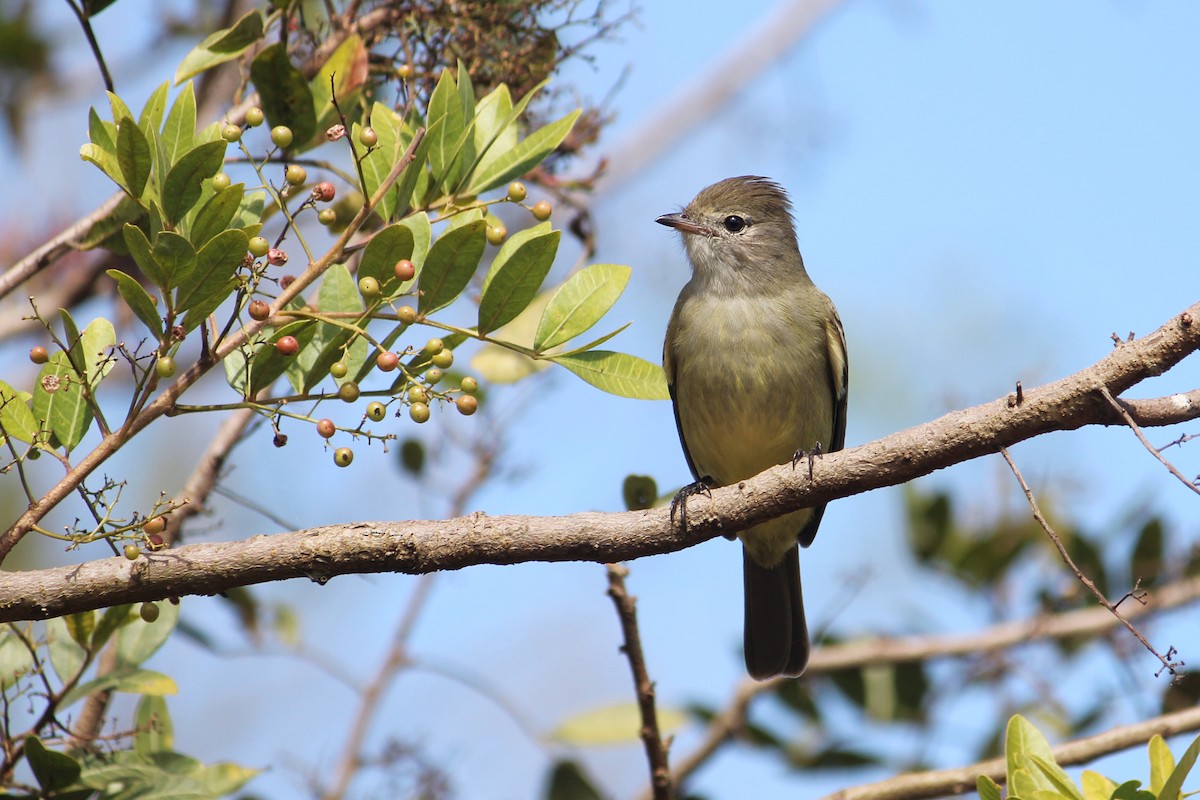 Yellow-bellied Elaenia - Natalia Allenspach