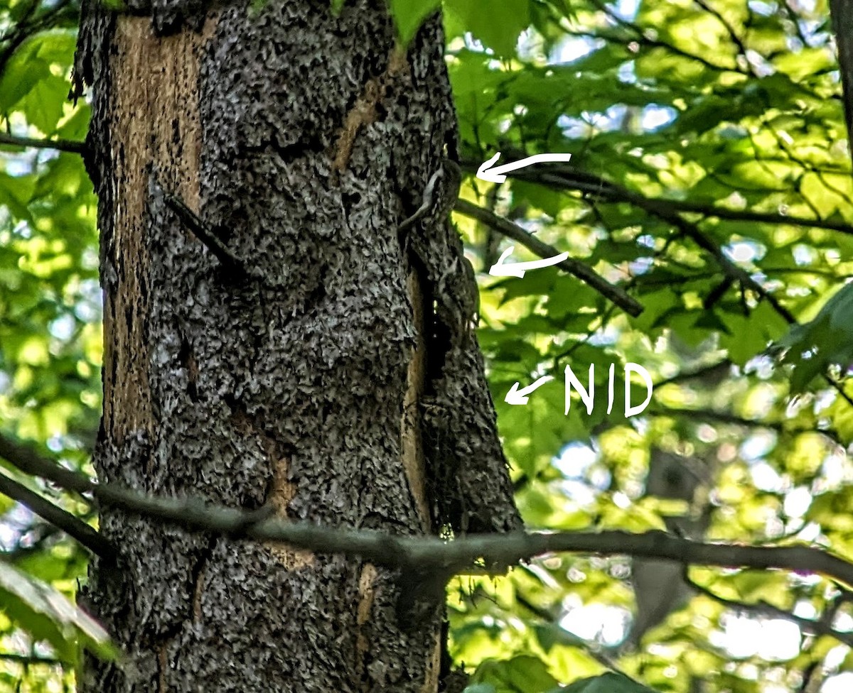 Brown Creeper - jean bernier