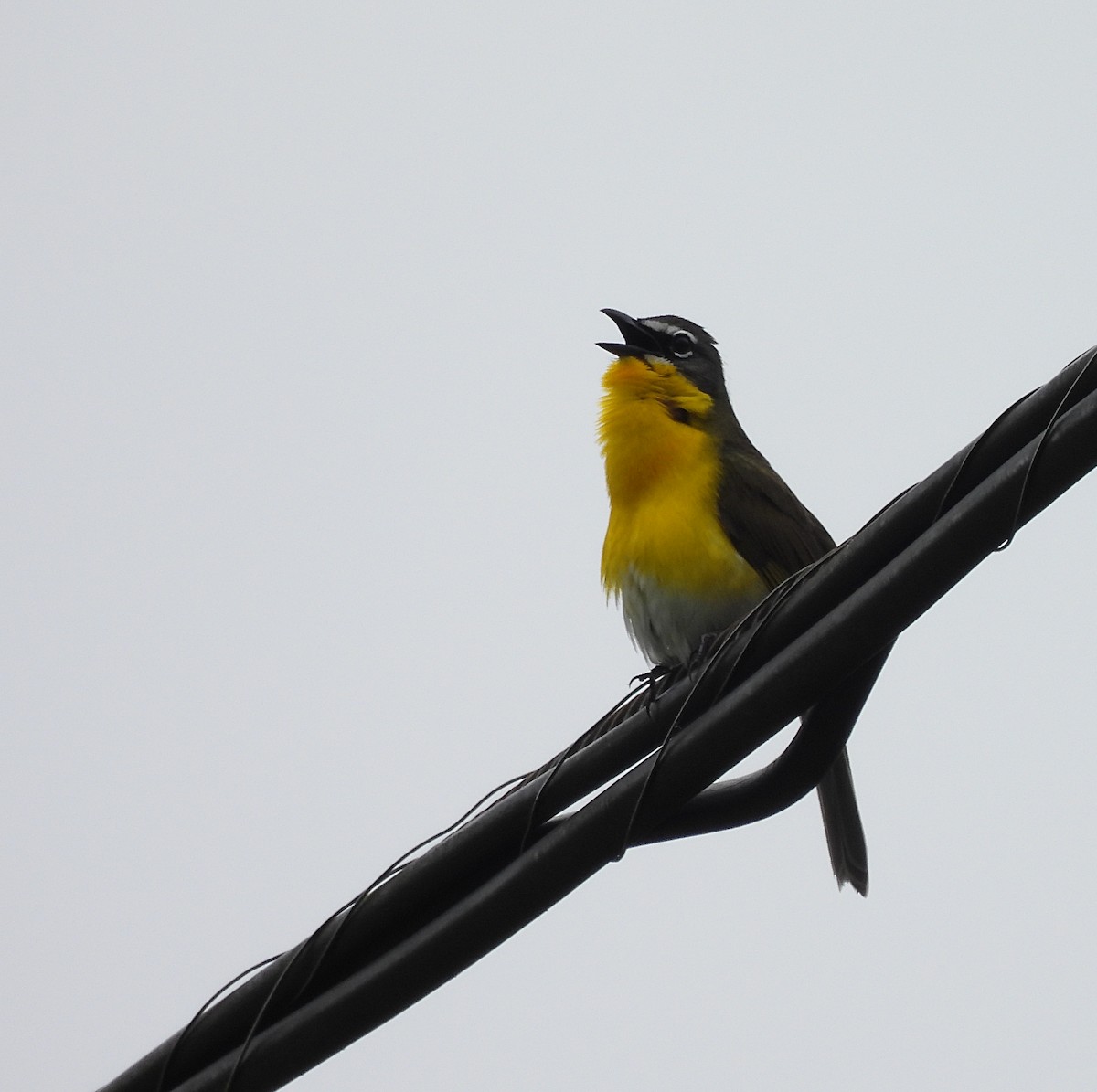Yellow-breasted Chat - ML577157461