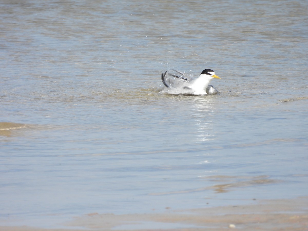 Least Tern - ML577157601