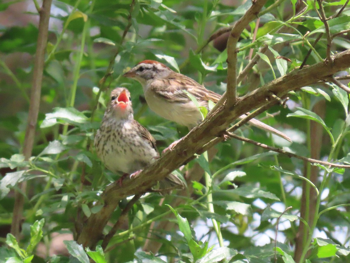 Chipping Sparrow - ML577157681