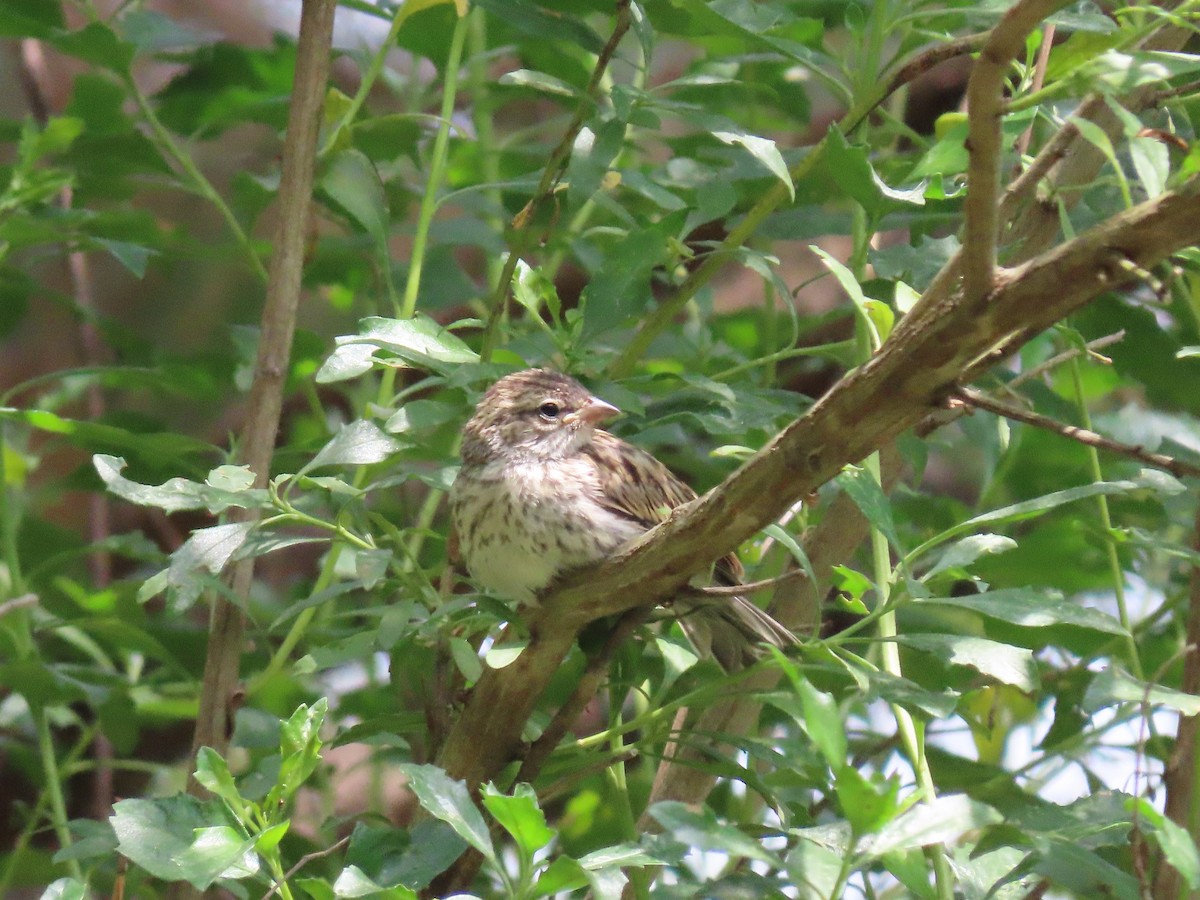 Chipping Sparrow - ML577157761