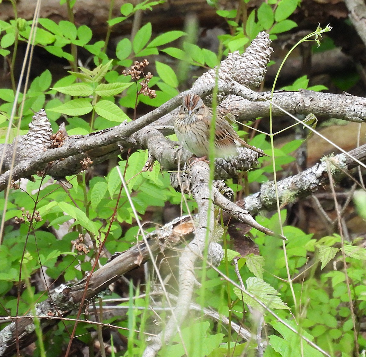 Lincoln's Sparrow - ML577158111