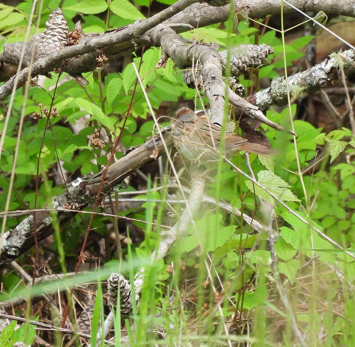 Lincoln's Sparrow - ML577158151