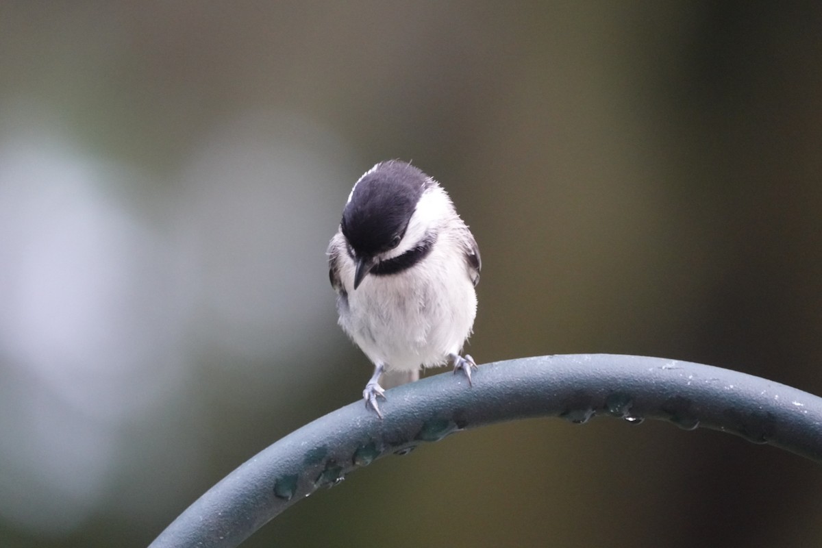 Carolina Chickadee - ML577158181