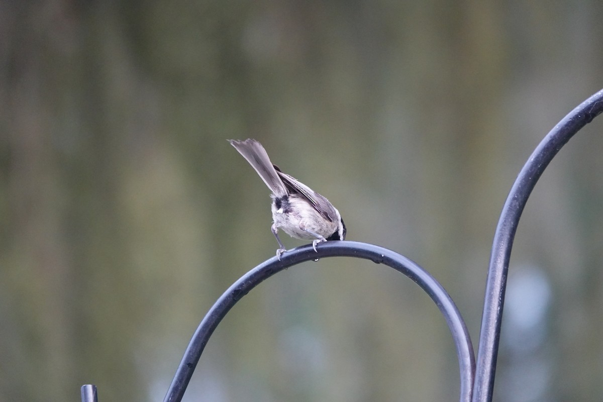 Carolina Chickadee - ML577158191