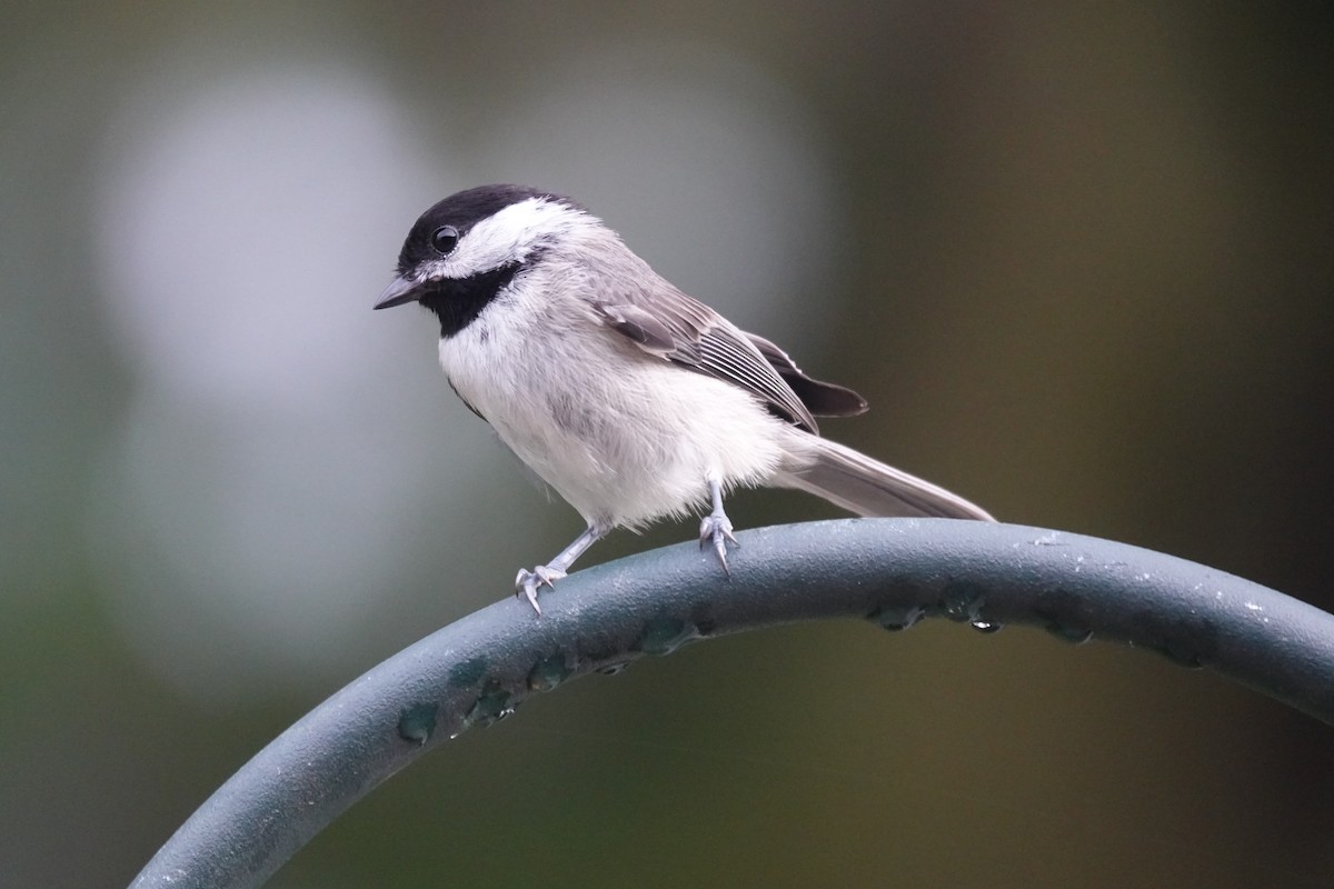 Carolina Chickadee - ML577158201