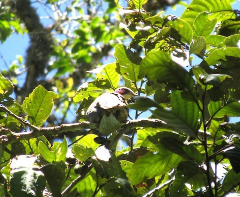 Red-eared Fruit-Dove - Bob Hargis