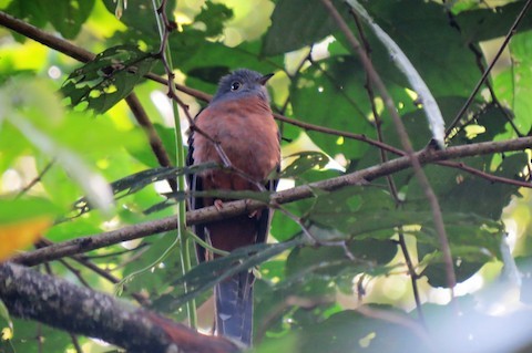 Brush Cuckoo (Sulawesi) - Bob Hargis