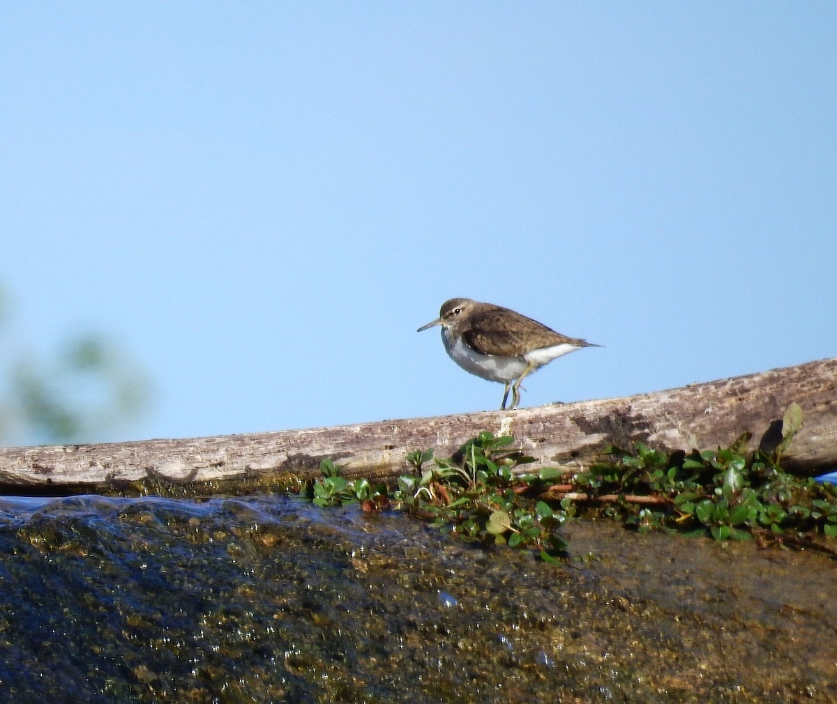 Common Sandpiper - Fernando T Rico