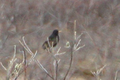 European Starling - ML577158991