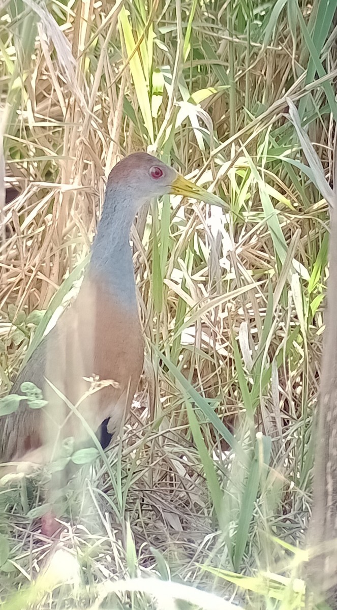 Russet-naped Wood-Rail - ML577159311