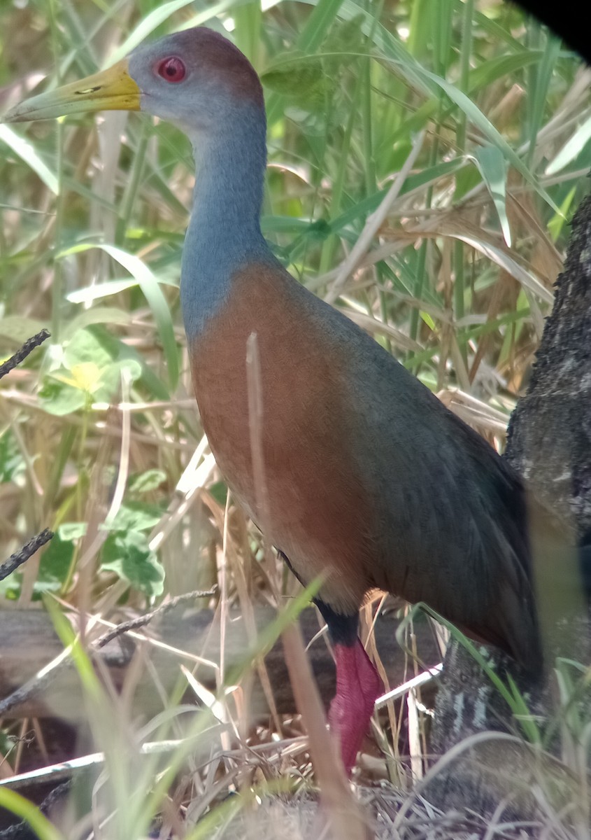 Russet-naped Wood-Rail - ML577159351