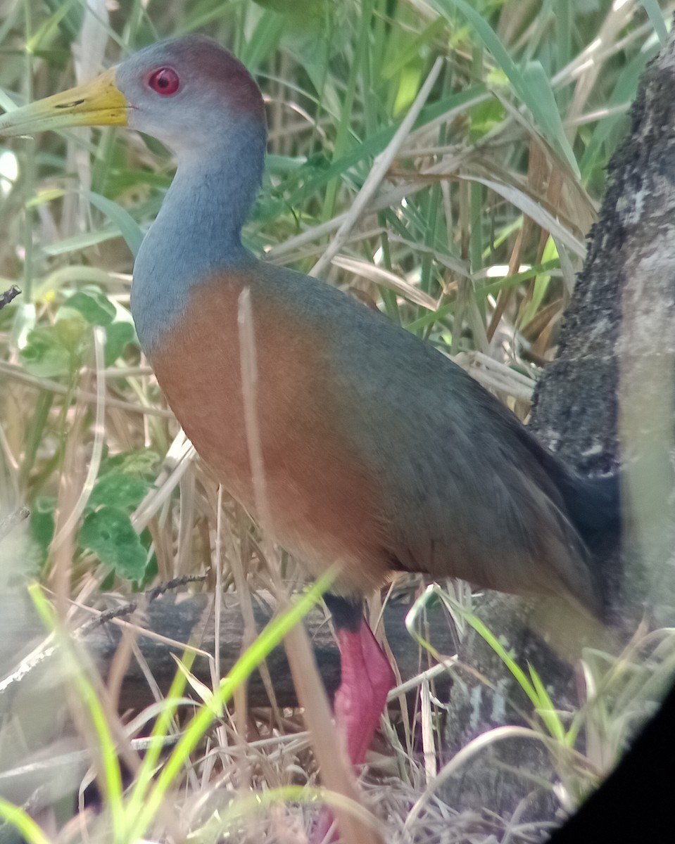 Russet-naped Wood-Rail - ML577159401