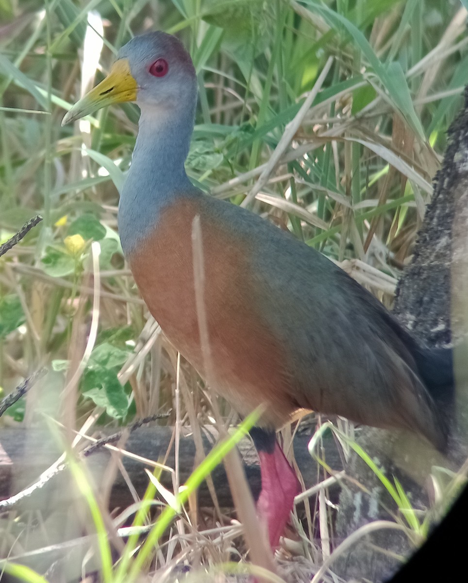 Russet-naped Wood-Rail - ML577159411