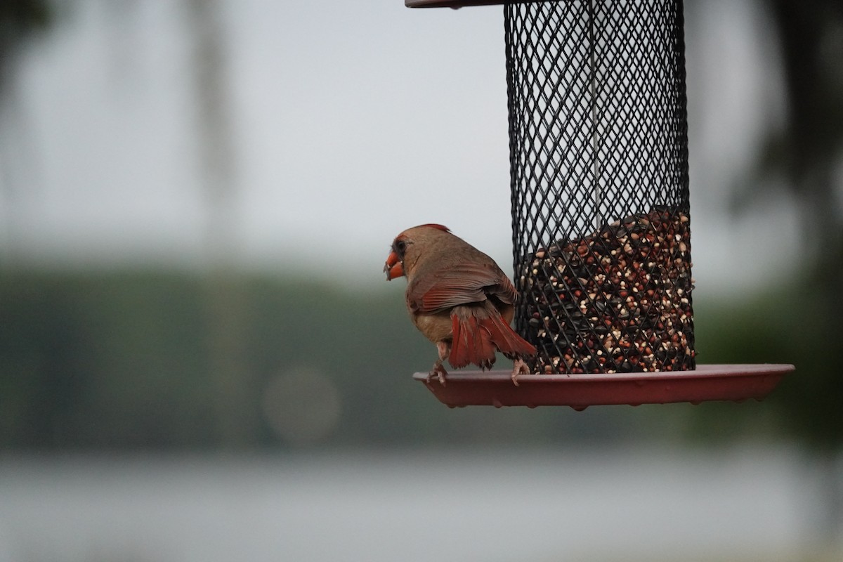 Northern Cardinal - Mary Kimberly