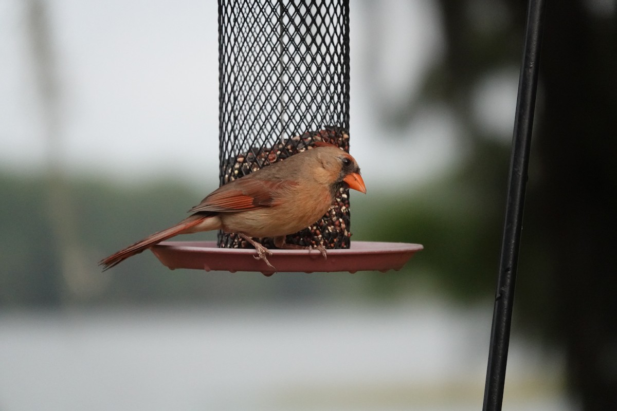 Northern Cardinal - ML577159591