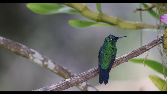 kolibřík fialovotemenný - ML577160881