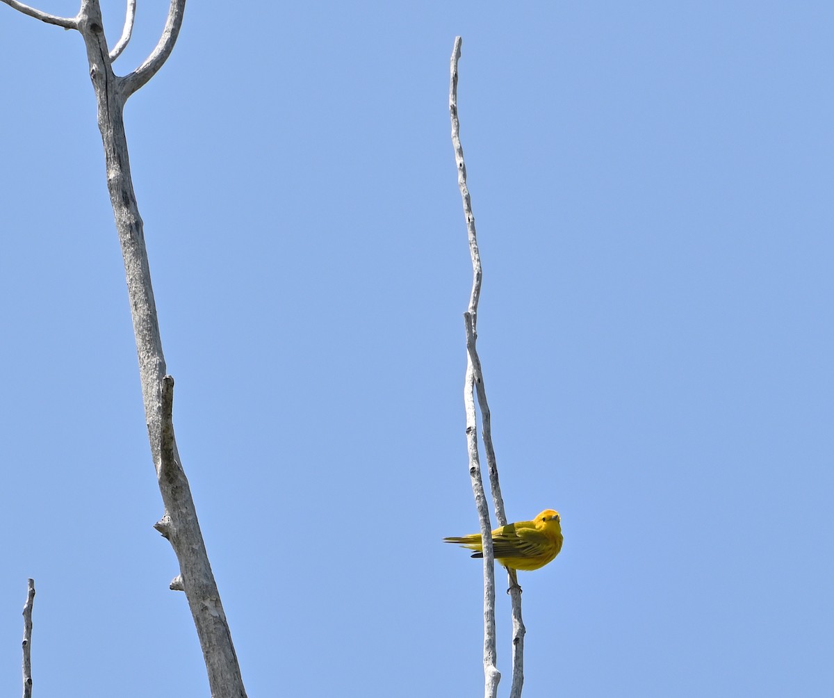 Yellow Warbler - ML577160981