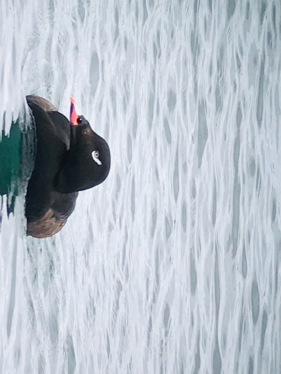 White-winged Scoter - ML577161001