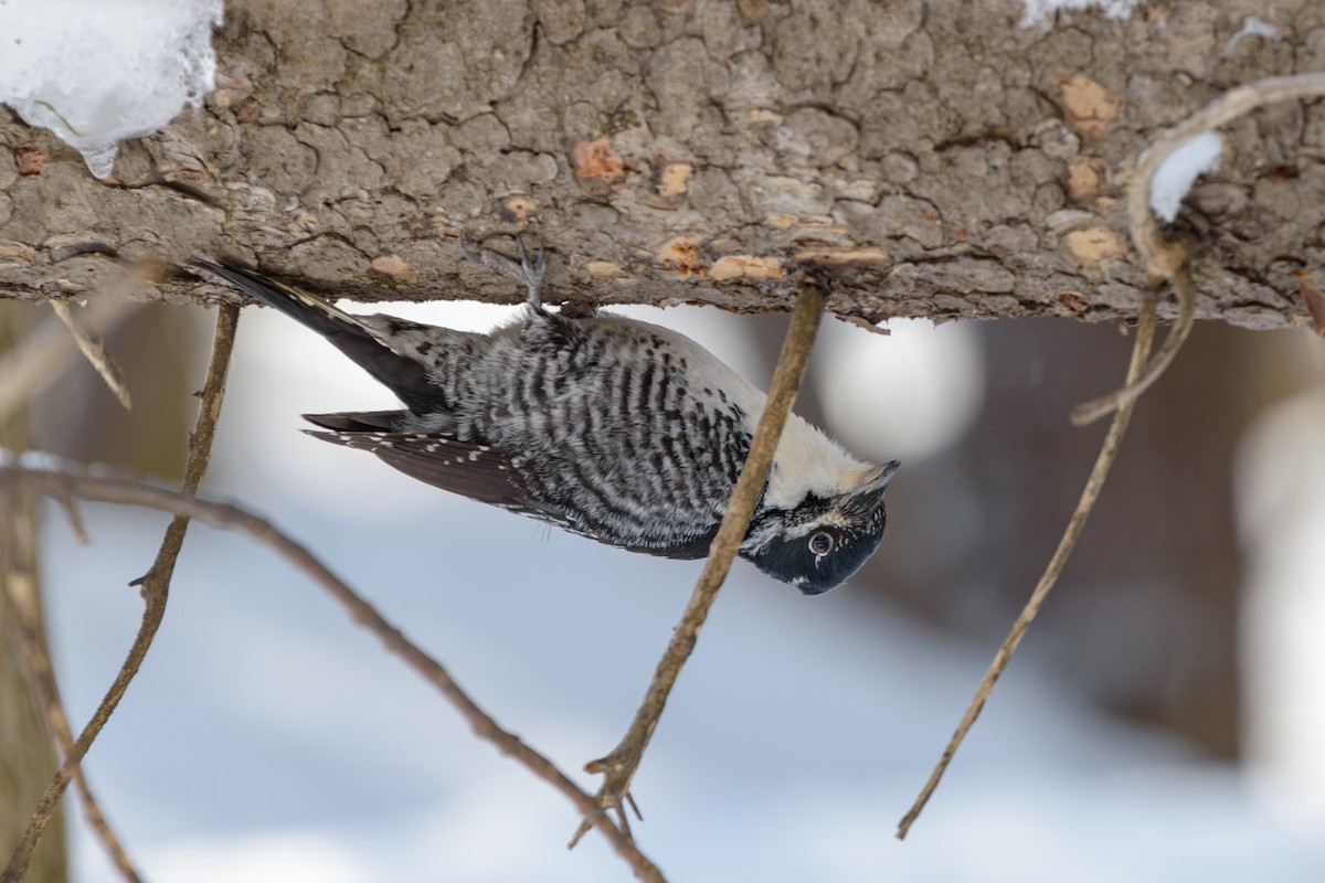 American Three-toed Woodpecker - ML577161151