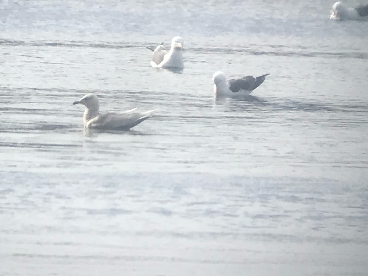 Iceland Gull - ML577161351