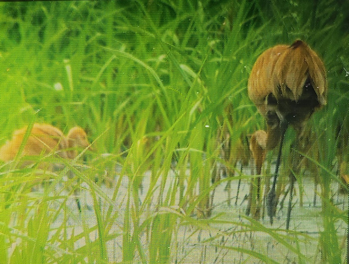 Sandhill Crane - ML577161601