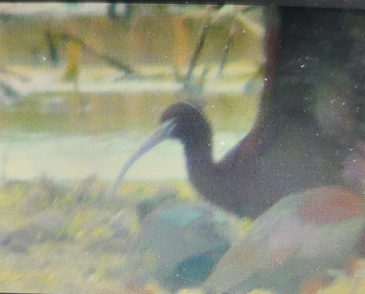 ibis hnědý - ML577161771