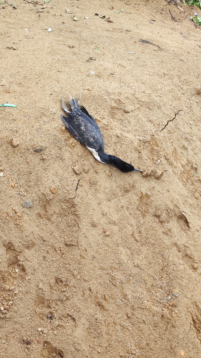 Guanay Cormorant - ML577162021