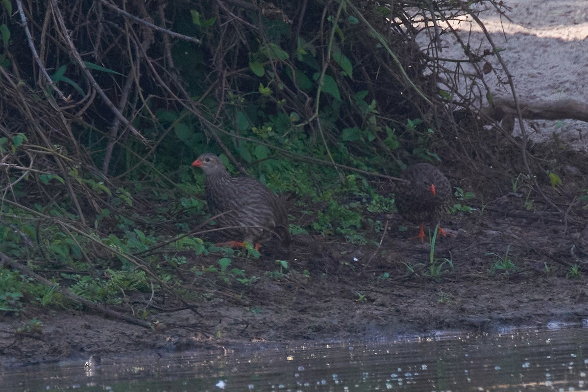 Scaly Spurfowl - ML577162181