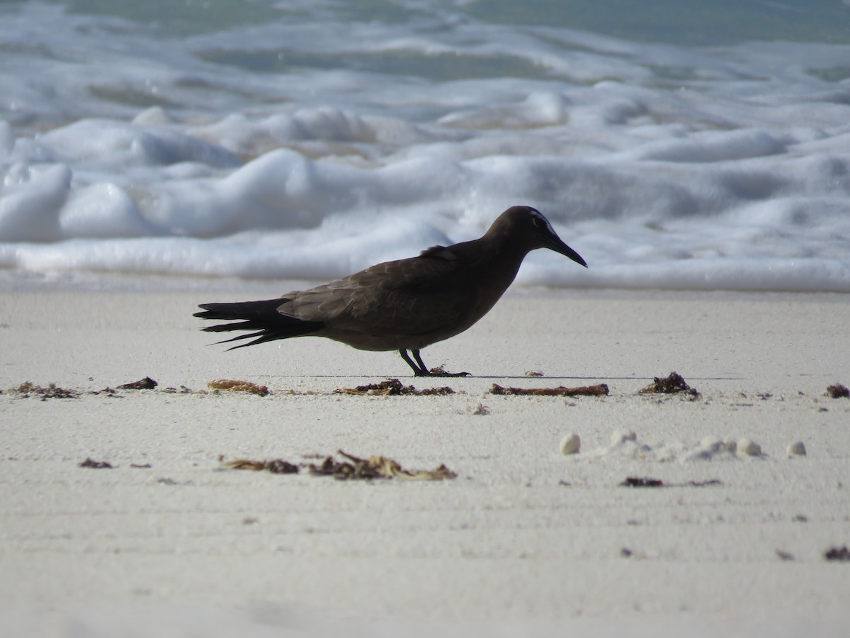 Brown Noddy - ML577163121