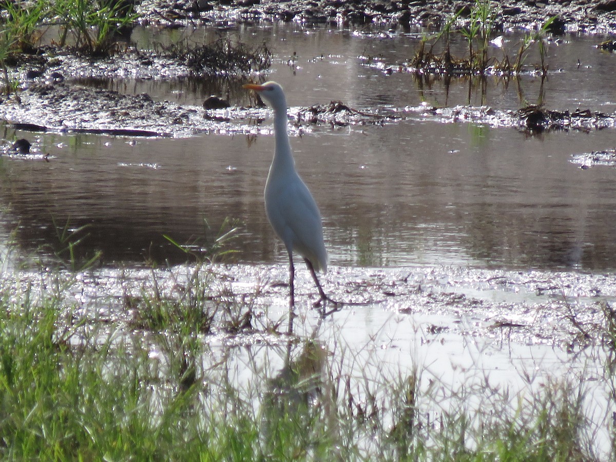 Western/Eastern Cattle Egret - ML577163661