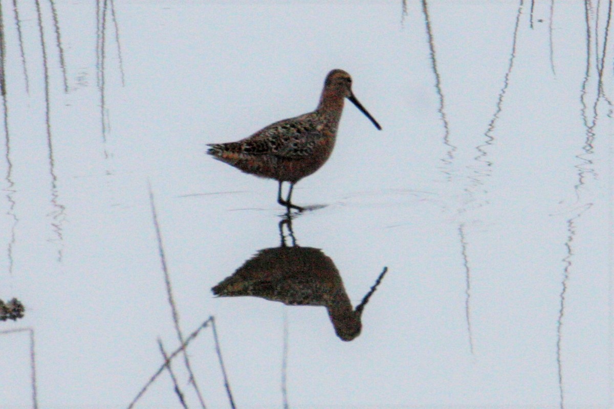 Long-billed Dowitcher - George Matz