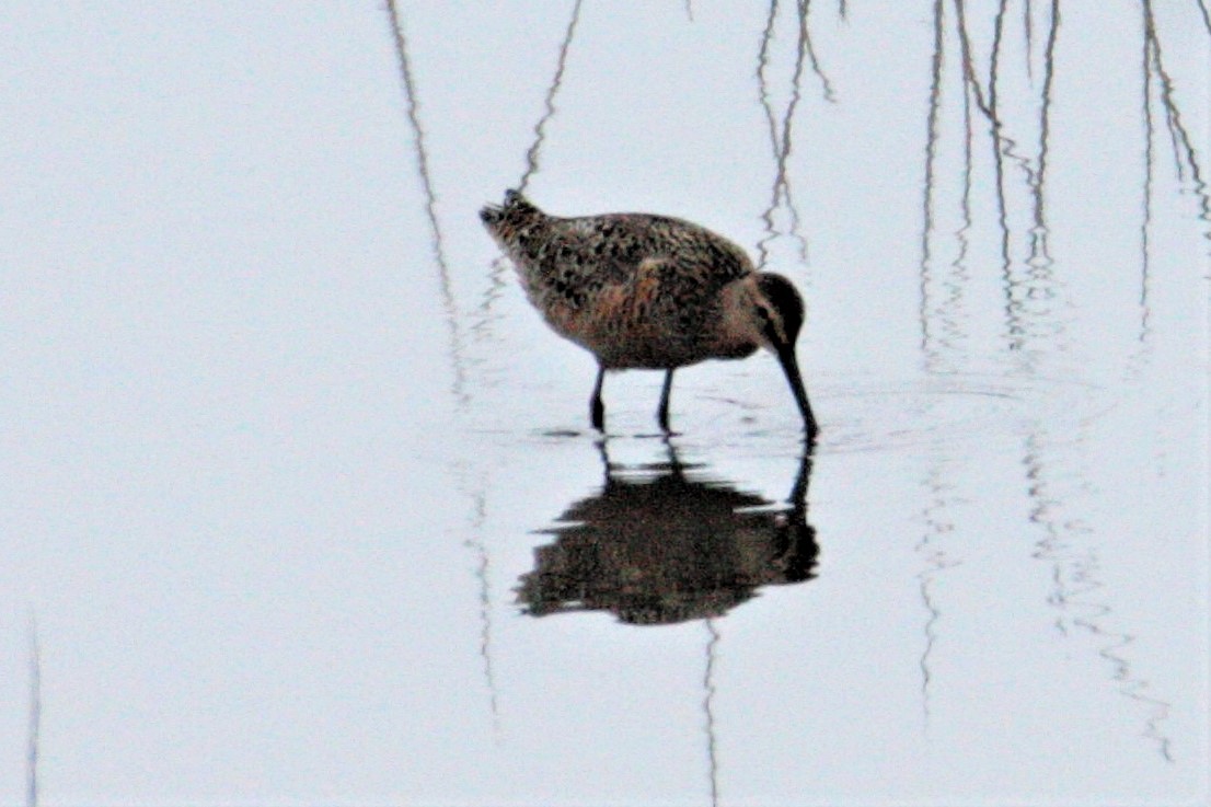 Long-billed Dowitcher - George Matz