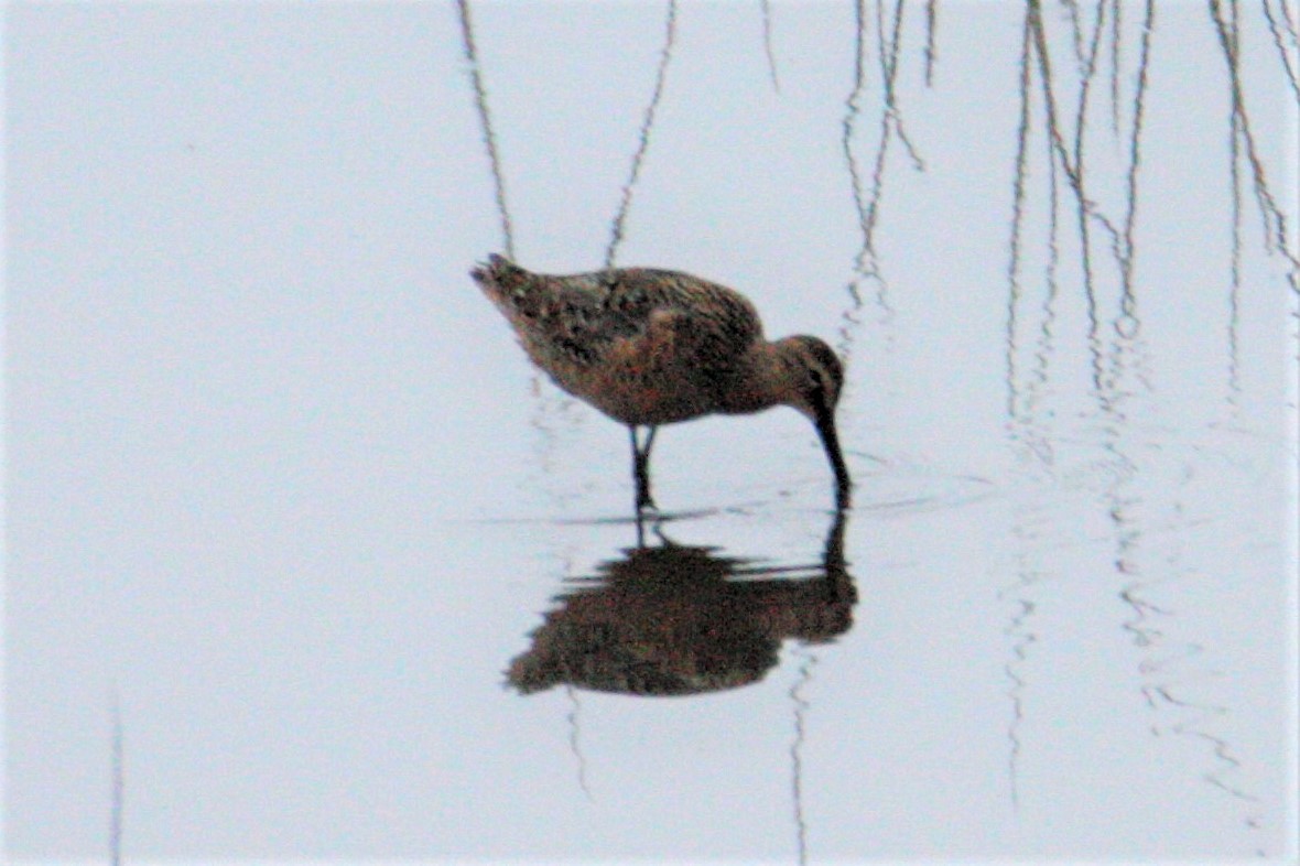 Long-billed Dowitcher - George Matz