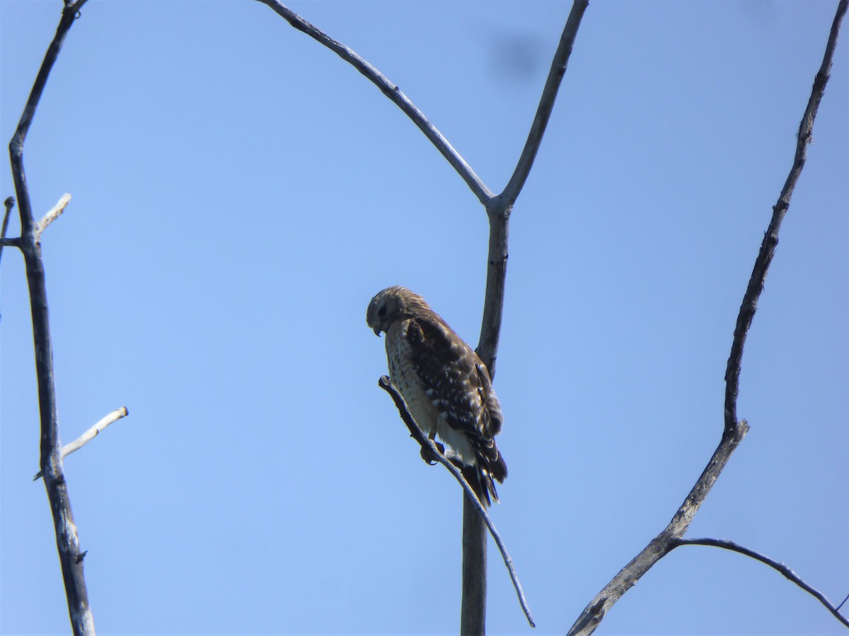 Red-shouldered Hawk - ML577165381