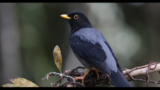 Yellow-legged Thrush - ML577165601